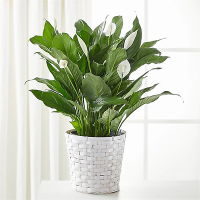 Simply Elegant Spathiphyllum (Peace Lily)