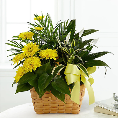 Basket Dish Garden