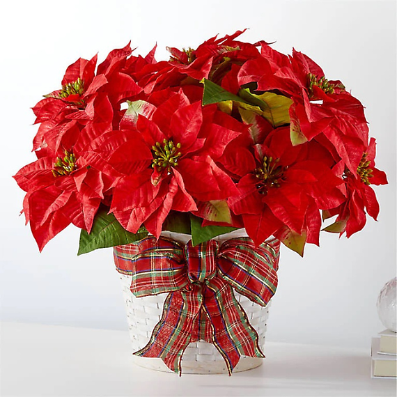 Classic Poinsettia